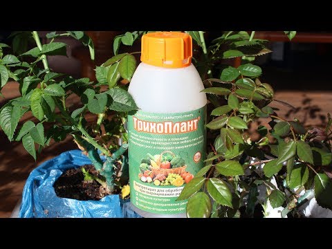 Видео: Розы из коробки  Посадили, а что дальше.