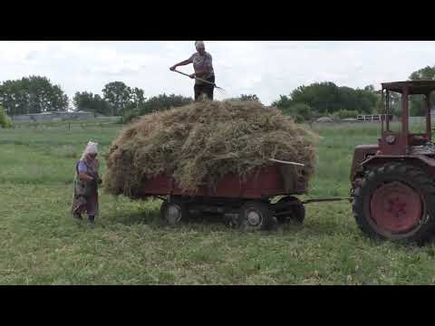 Видео: СЕНОКОС 2021| ПОМОГАЮ РОДИТЕЛЯМ | Т-16 В РАБОТЕ С САМОДЕЛЬНЫМ ПРИЦЕПОМ