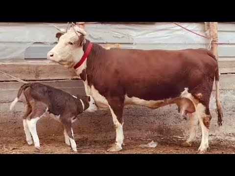 Видео: Молхои Оча Бача Арзон хамаш Ширдор чинда Гирен Вибр Калон 24.октября 2025 г