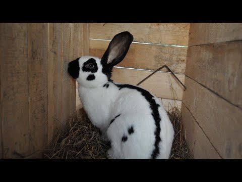 Видео: Опять! Немецкий пестрый великан! Зачем они мне?