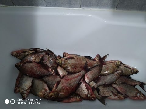 Видео: РЫБАЛКА НА КОЛЬЦО  ЛОВЛЯ ЛЕЩА НА ВОЛГЕ