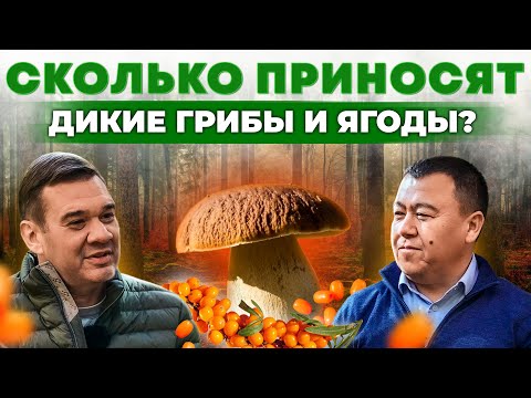 Видео: Бросил нефтянку и стал собирать грибы. Дикорастущие ягоды и грибы.  Андрей Даниленко