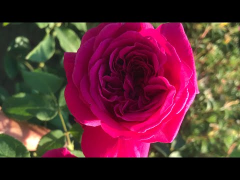 Видео: #96  Порівняння троянд Вільям Шекспір 2000 і Манстед Вуд, поведінка на спеці