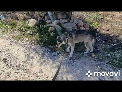 Видео: Чем больше я узнаю людей, тем больше я люблю собак, ничего не изменилось с моей юности.