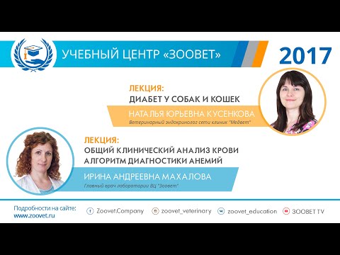 Видео: Н. Ю. Кусенкова и И. А. Махалова в УЦ «Зоовет» | Эндокринология и лаборатория, ч.1