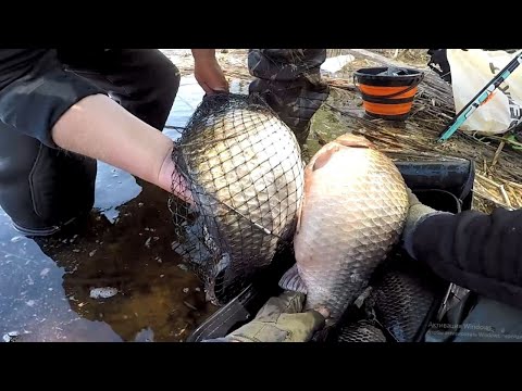 Видео: ЯК і ДЕ Ловимо МУТАНТІВ Карасів, Весняний карась на вудку