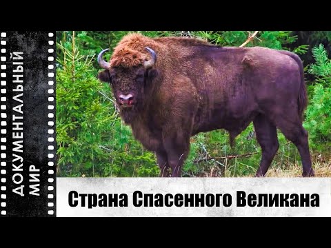 Видео: Страна Спасенного Великана (2023) | Документальный фильм