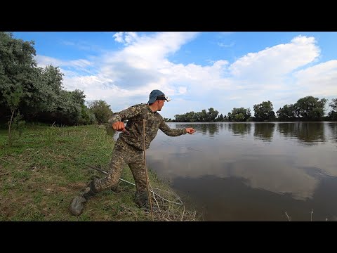 Видео: Ё-МОЁ! СКОЛЬКО РЫБЫ ПОДВАЛИЛО. ВЕЧЁРКА ДАЛА ЖАРУ. Рыбалка на сазана закидушками. Ловля на макуху.