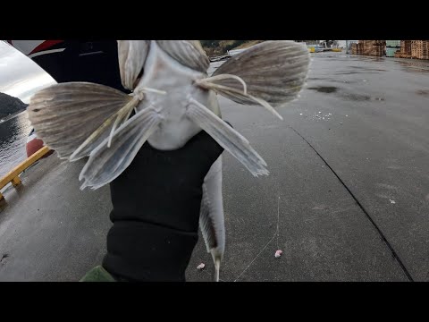 Видео: Карасям головы отрывала. Почему выкидываем сайду? Рыбалка.