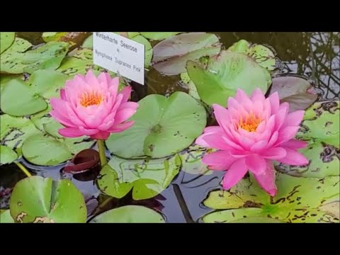 Видео: Цветы в парке…
