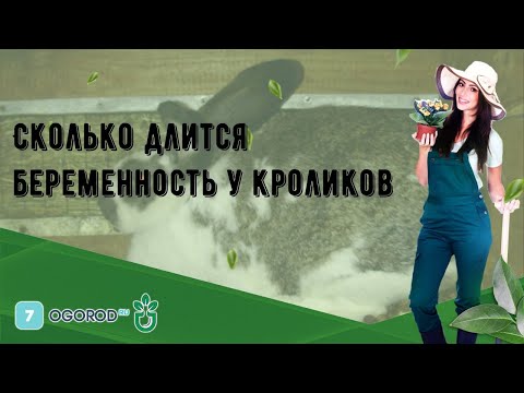 Видео: Сколько длится беременность у кроликов