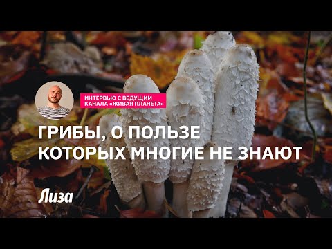 Видео: Грибы, о пользе которых многие не знают