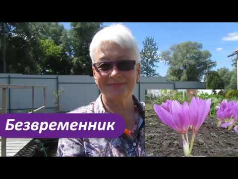 Видео: Безвременник/Колхикум. Луковичные цветы. Особенности выращивания безвременника.