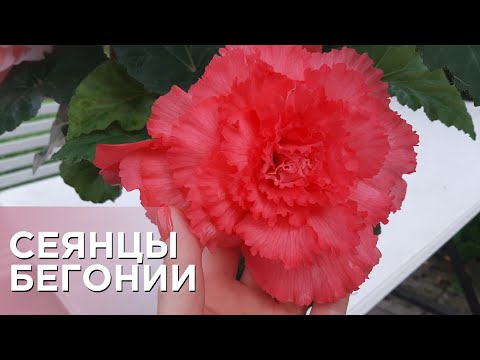 Видео: Бегония из семян, личный опыт выращивания!