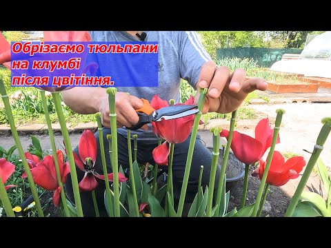 Видео: Обрізаємо та поливаємо тюльпани на клумбах одразу після квітіння.