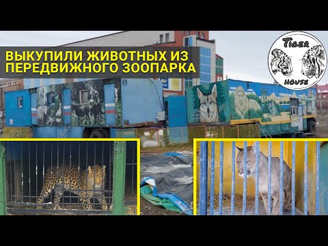 Видео: Передвижной Зоопарк Из Сорочинска !у Леопарда и Пумы теперь есть новый дом!