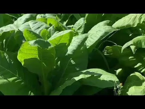 Видео: Видео от подписчика. Первый опыт