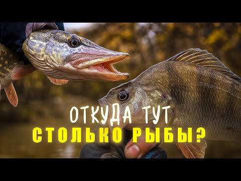 Видео: РАЗВЕДКА УДАЛАСЬ 🔥 невзрачная РЕКА УДИВИЛА! / РЫБАЛКА на СПИННИНГ в СТИЛЕ МИКРОДЖИГ
