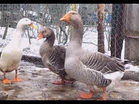 Видео: Разведение гусей без зерна. Беззерновое кормление. Ч. 1.