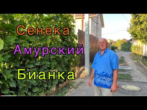 Видео: Виноград Сенека Амурский Бианка