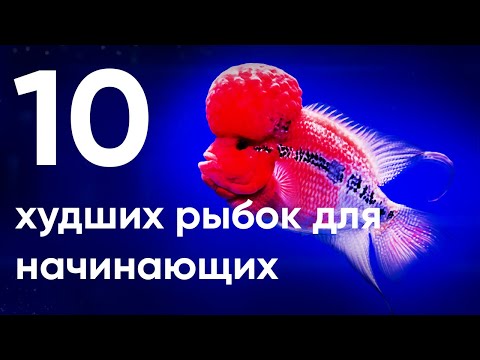 Видео: 10 худших рыбок для начинающих