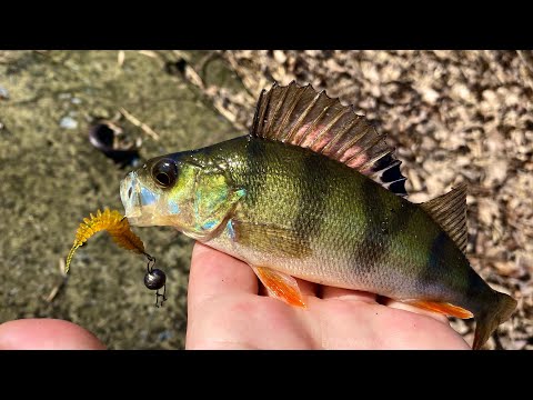 Видео: ЩУЧКА С ПЕРВОГО ЗАБРОСА. ОТКРЫЛ СЕЗОН УЛЬТРАЛАЙТА ПОСЛЕ ДОЛГОГО ПРОСТОЯ