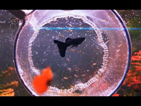 Видео: ДОМАШНИЙ АКВАРИУМ ДЛЯ ГУППИ. ЧАСТЬ 11. КОРМ ДЛЯ ГУППИ. / A HOME AQUARIUM FOR GUPPIES. PART 11.