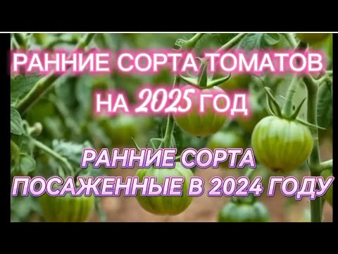 Видео: СЕМЕНА РАННИХ СОРТОВ ТОМАТОВ НА СЕЗОН 2025. РАННИЕ СОРТА СЕЗОНА 2024