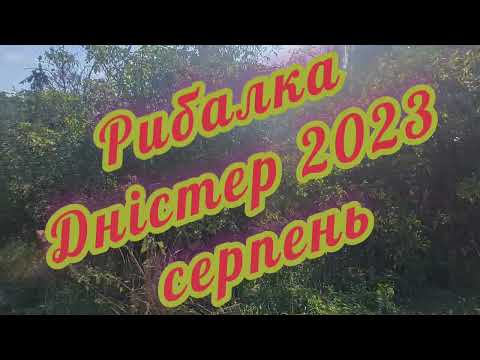 Видео: Рибалка Дністер Врублевці 2023 серпень.