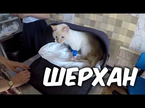 Видео: История из жизни. Счастливчик по имени Шерхан!