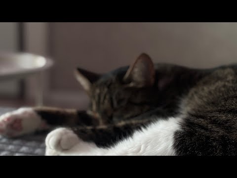 Видео: Играем в (хаус флиппер)