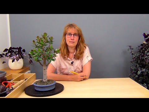 Видео: Формирование кроны крассулы (ч.5).