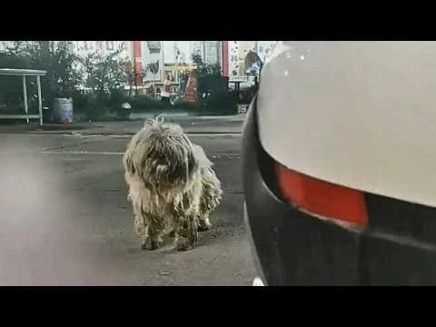 Видео: Никто не заботился о собаке, пока добрая женщина не дала ей дом и путешествие мечты.