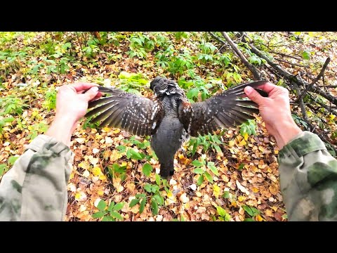 Видео: ОХОТА НА РЯБЧИКА С МАНКОМ и С "ДЕДУШКОЙ" - ИЖ-12 | ДОБЫТЬ И ПОТЕРЯТЬ | ПОПАЛ ПОД ГРАД В ТАЙГЕ