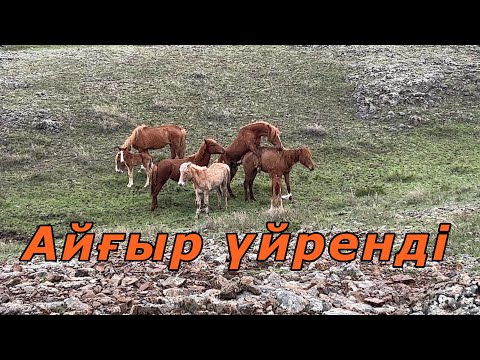 Видео: Айғыр құлындарға үйренді | Үйір далаға жібердік #ауылөмірі #айғыр #жылкылар #кабирхан #құлын