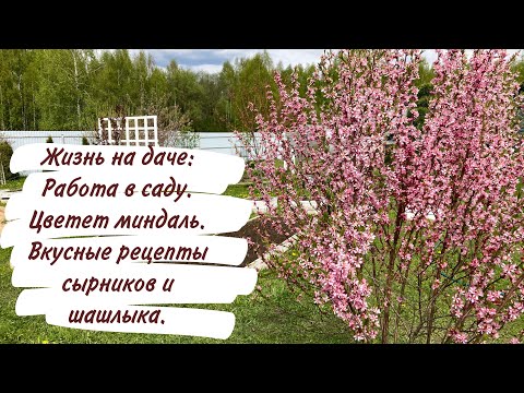 Видео: Жизнь на даче: Работа в саду. Цветёт миндаль. Вкусные рецепты сырников и шашлыка.