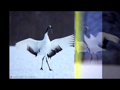 Видео: Данико Юсупов  - журавли