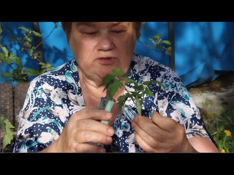 Видео: Это лучшее, что можно сделать с переросшими томатами. Главное сделать это правильно!