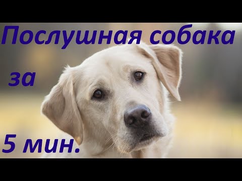 Видео: 321. Послушная собака за 5 минут