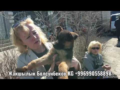 Видео: Бишкек 24.03.24.Ит базар