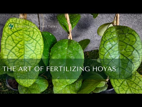 Видео: Искусство удобрения хойи