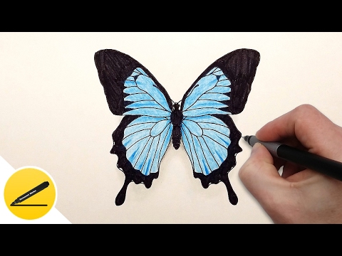 Видео: Как Нарисовать Бабочку поэтапно - How to Draw a Butterfly easy