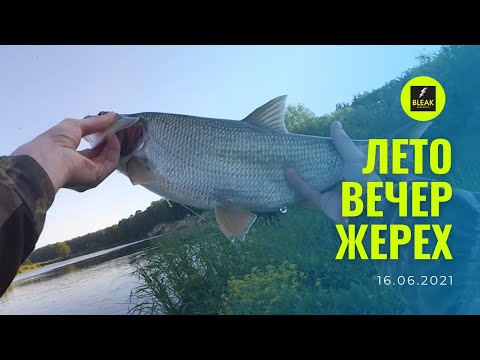 Видео: Лето. Вечер. Жерех