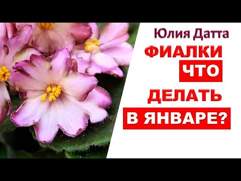 Видео: Фиалки. Что делать в январе? ЛИЧНЫЙ ОПЫТ и Немного о творчестве. Юлия Датта