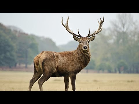Видео: Прививка от АЛЕНИЗМА