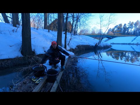 Видео: Плотва весной на поплавок 2021. Ловля плотвы в проводку на малой реке