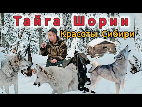 Видео: ТАЙГА ШОРИИ / КРАСОТЫ СИБИРИ / ЗАИМКА
