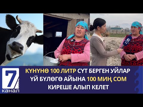 Видео: КҮНҮНӨ 100 ЛИТР СҮТ БЕРГЕН УЙЛАР ҮЙ БҮЛӨГӨ АЙЫНА 100 МИҢ СОМ КИРЕШЕ АЛЫП КЕЛЕТ