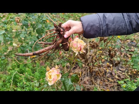 Видео: Посадка півоній восени, основні правила