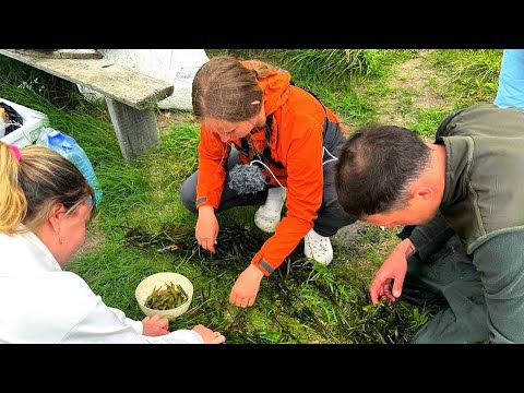 Видео: КАК ЛОВЯТ КРЕВЕТКУ НА САХАЛИНЕ! ВСТРЕТИЛИ МЕДВЕДЯ.. Рыбалка на чилима!
